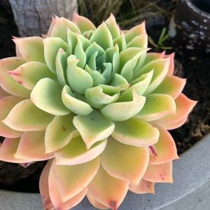 Meet your Posher, Patty